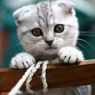 娱乐吃瓜君 折耳猫,折耳猫的神秘魅力与争议